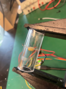 Kernel in the acrylic tubes before it pops