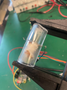 Kernel in the acrylic tubes after it pops