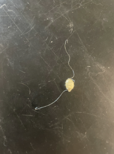 14cm wire wrapped around a kernel